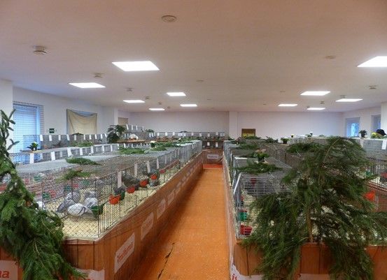 Rassegefl%C3%BCgelz%C3%BCchterverein%20Ammelshain%20e.V.%202