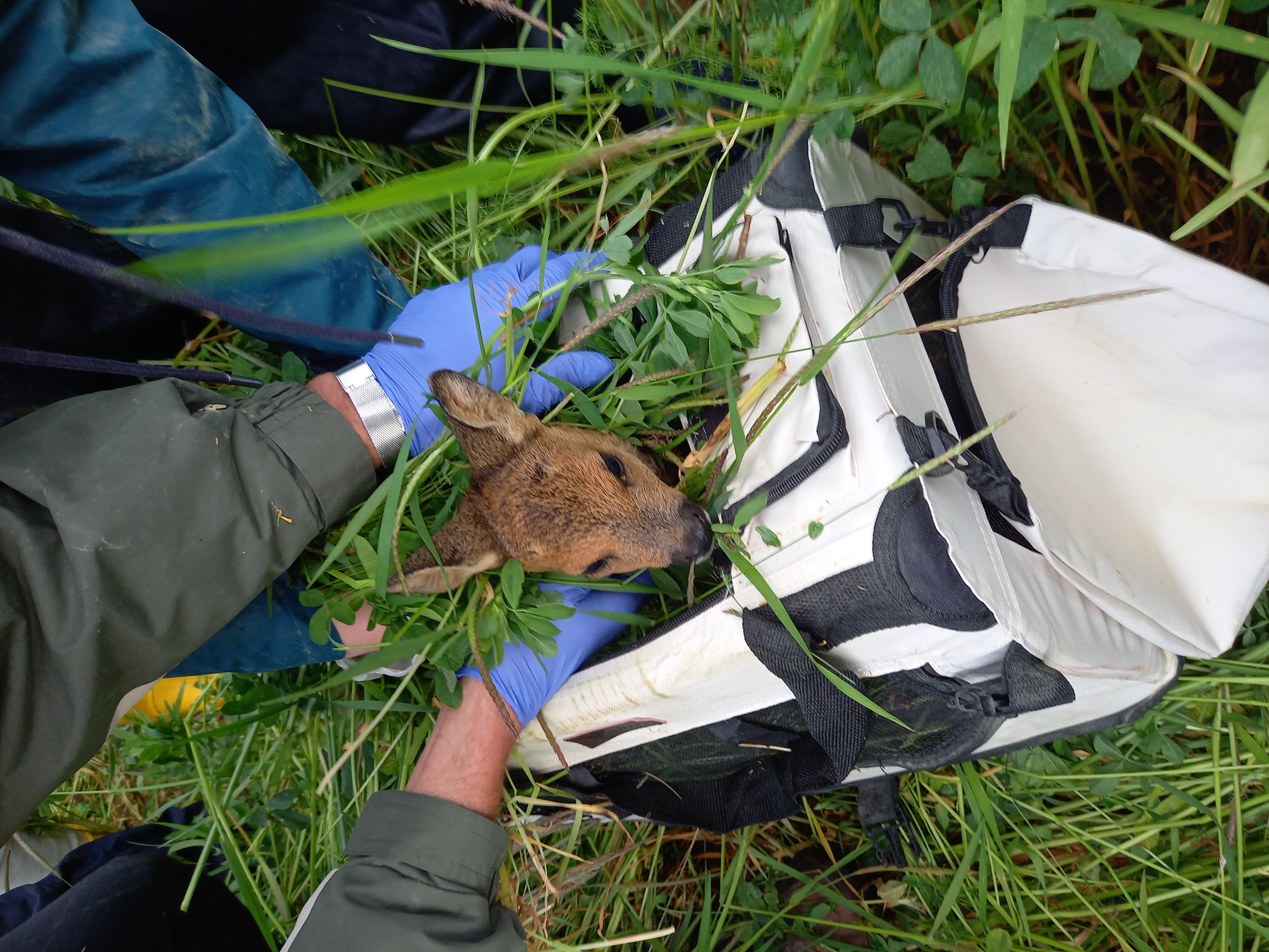 Rehkitzrettung in der Region Borna 20230519_062013